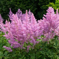 Astilbe rosea